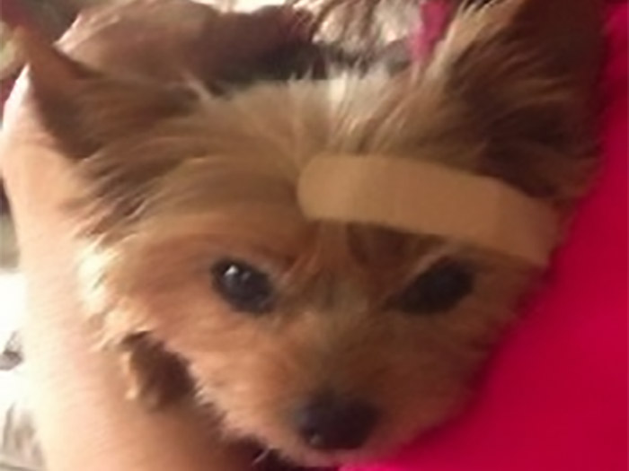 Tartine Poses for Brandaide