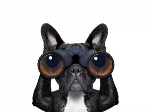 Police Your Trademark